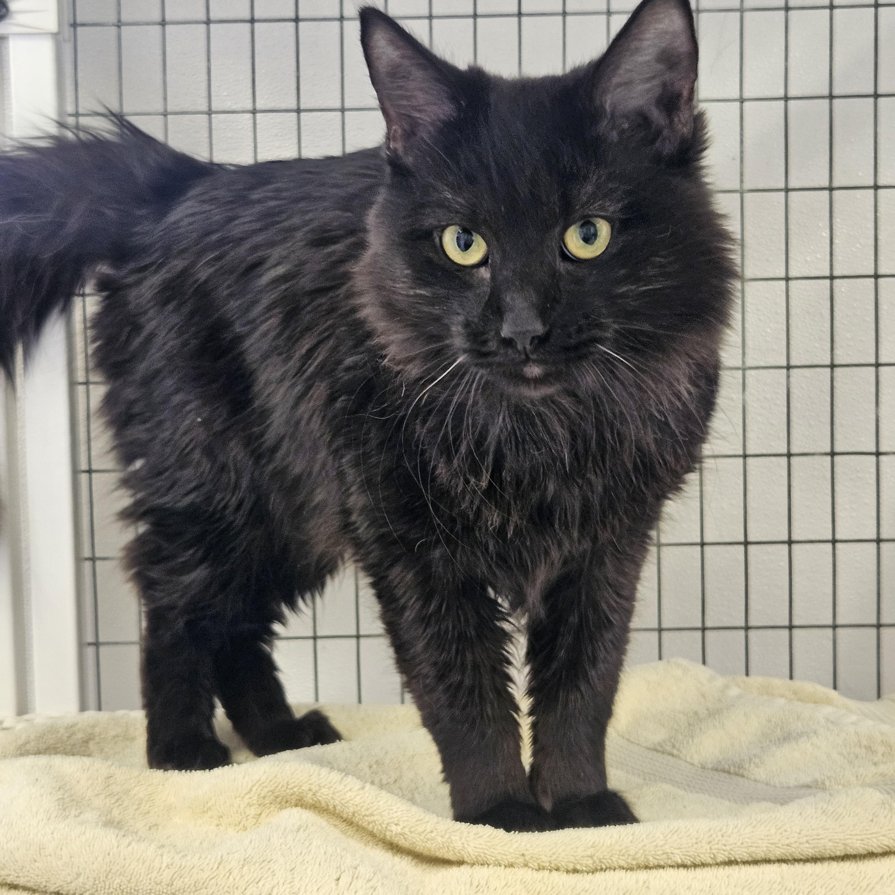 Enlarge Bear & Miso, an adopted Domestic Medium Hair in Medfield, MA image 2/5