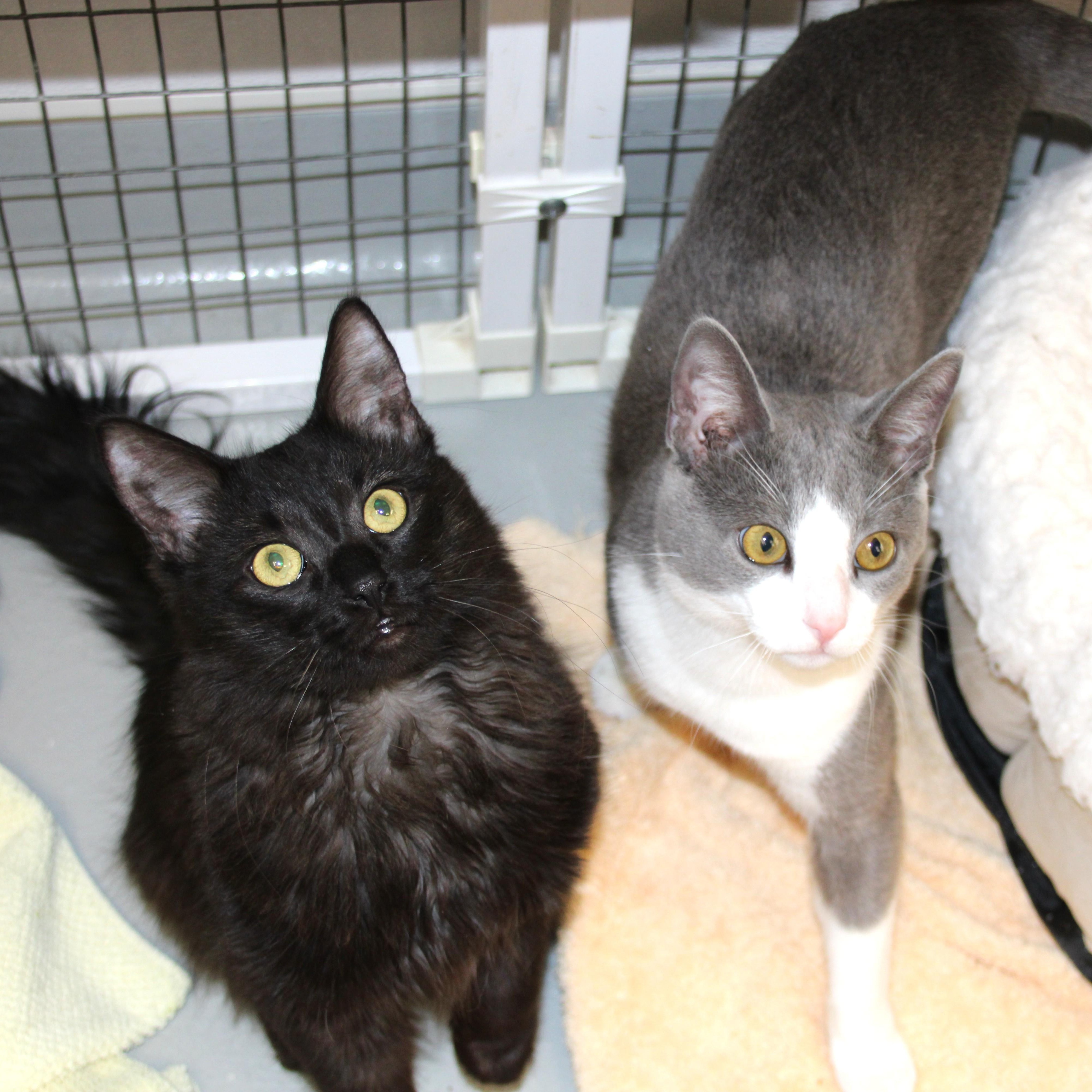 Enlarge Bear & Miso, an adopted Domestic Medium Hair in Medfield, MA image 1/5