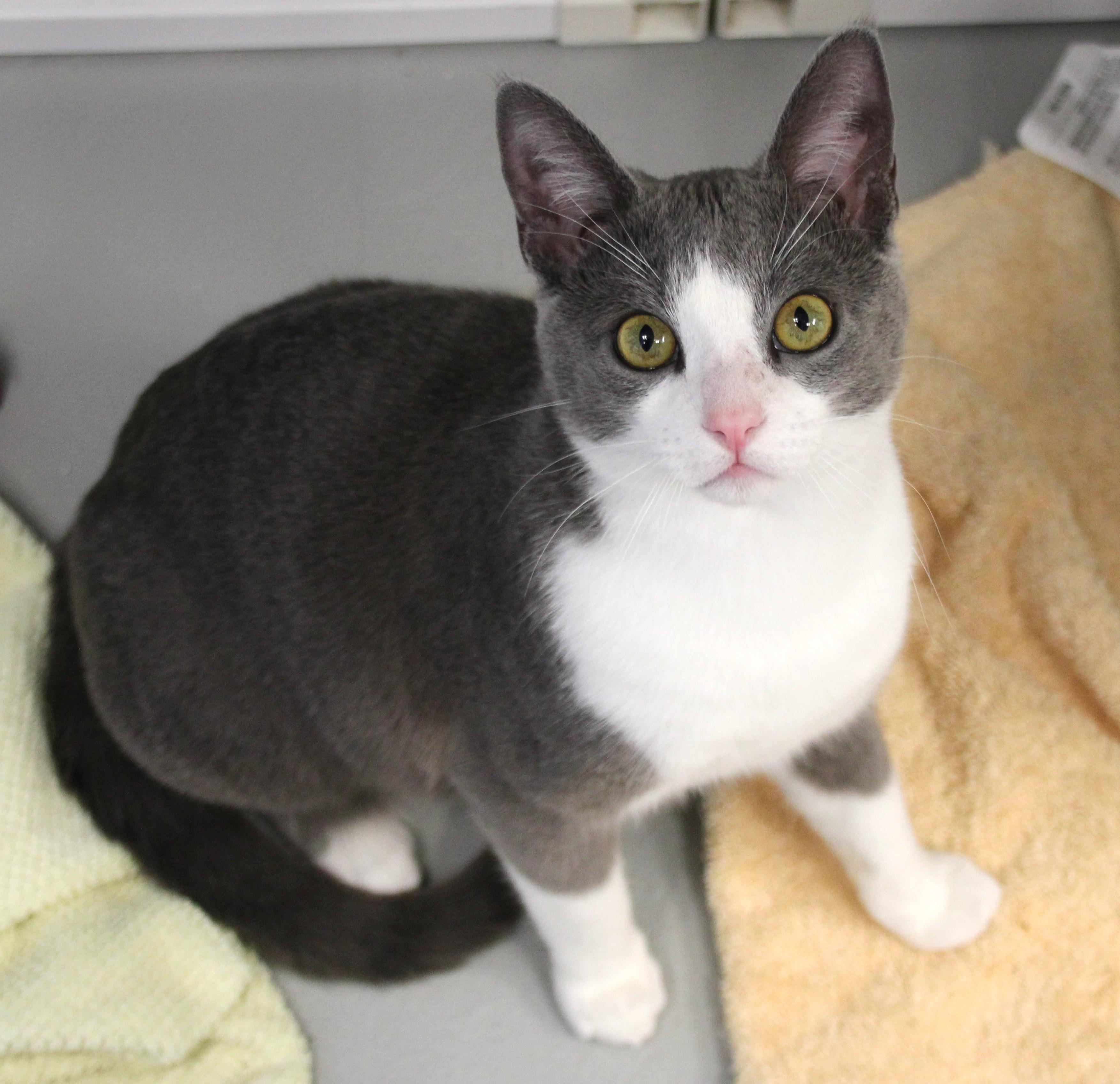 Enlarge Bear & Miso, an adopted Domestic Medium Hair in Medfield, MA image 4/5
