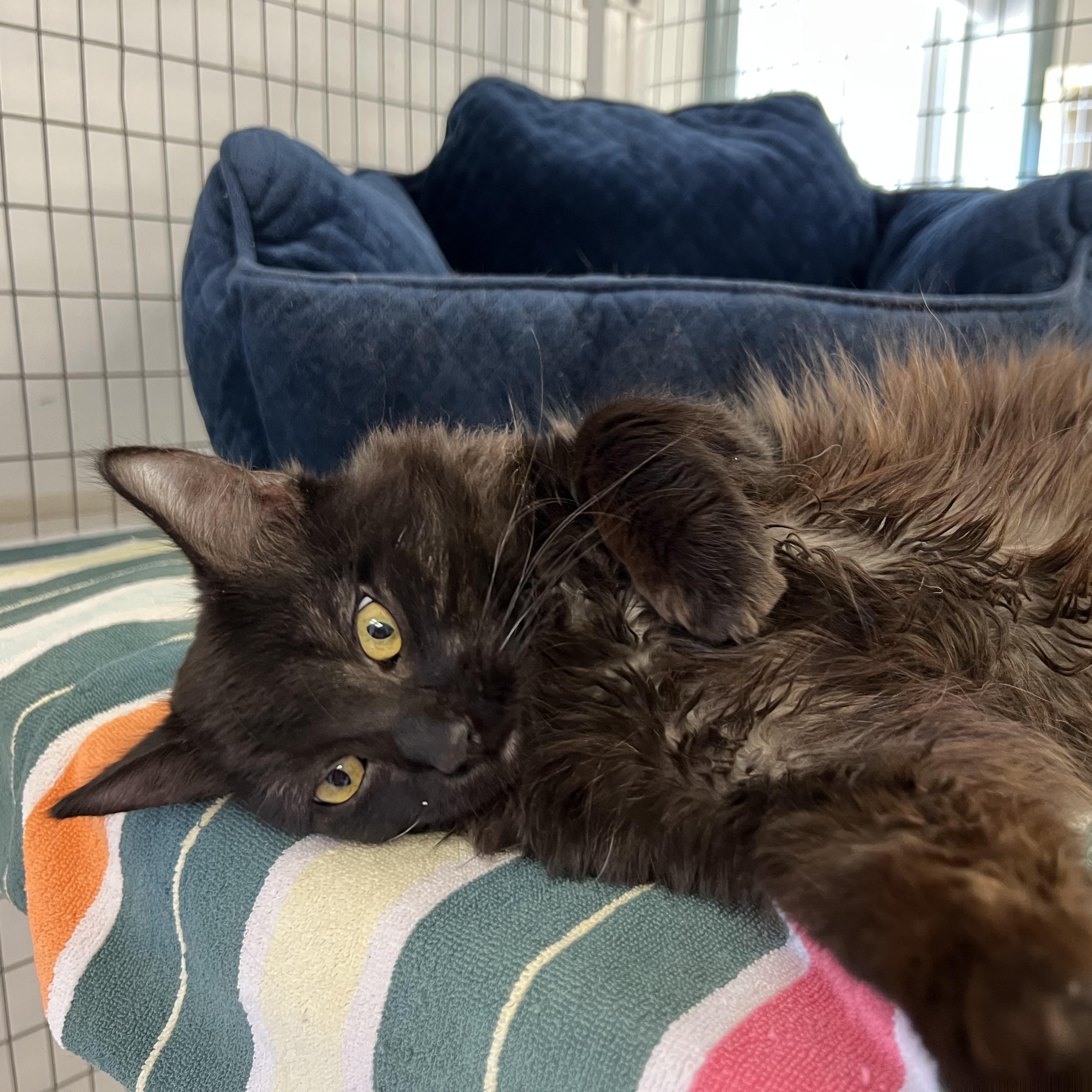 Enlarge Bear & Miso, an adopted Domestic Medium Hair in Medfield, MA image 5/5