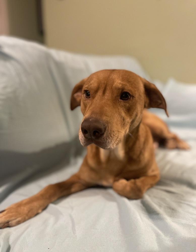 Louie, a Adoptable mixed breed in Boston, MA image 1/4