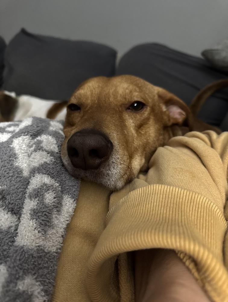 Louie, a Adoptable mixed breed in Boston, MA image 2/4