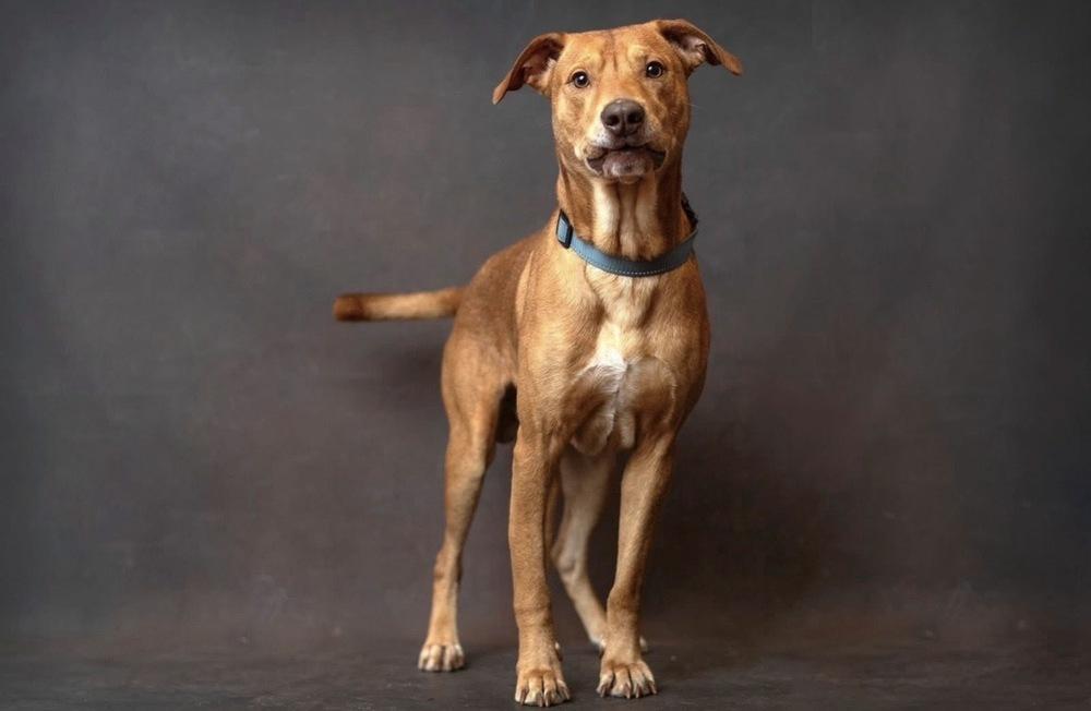 Louie, a Adoptable mixed breed in Boston, MA image 3/4