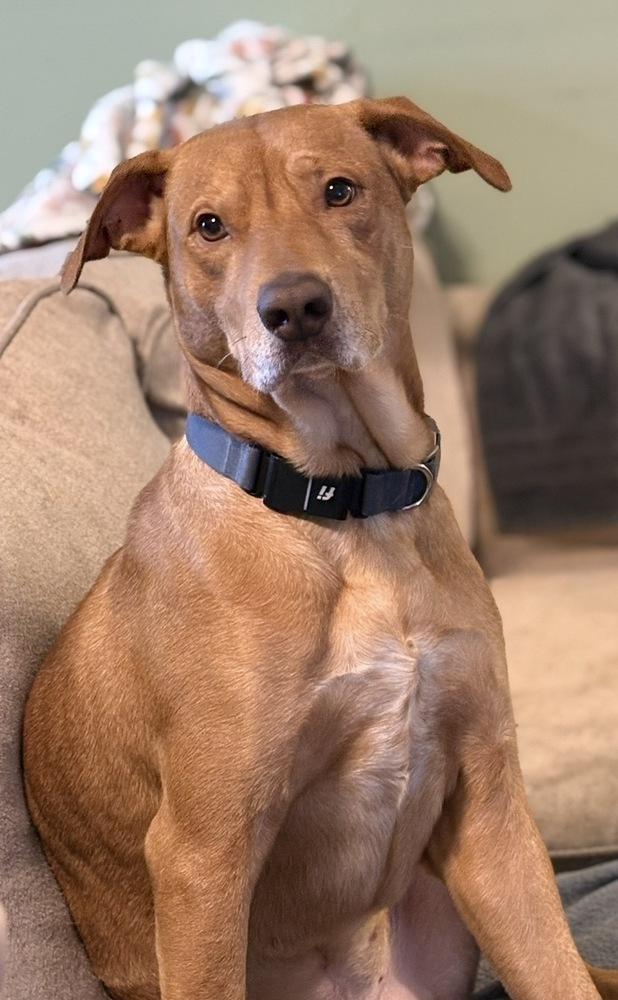 Louie, a Adoptable mixed breed in Boston, MA image 4/4