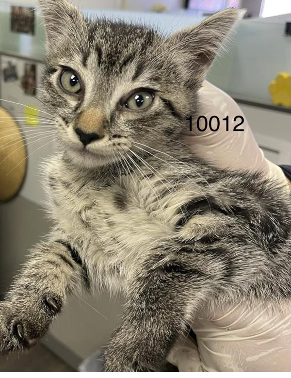 Enlarge Iron Man, a Adoptable mixed breed in Victorville, CA image 1/1