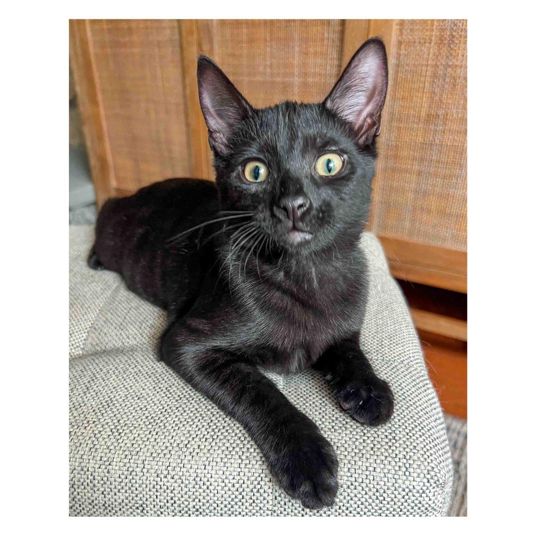 Enlarge Linguine and Rigatoni, a Adoptable Domestic Short Hair in Stamford, CT image 1/5