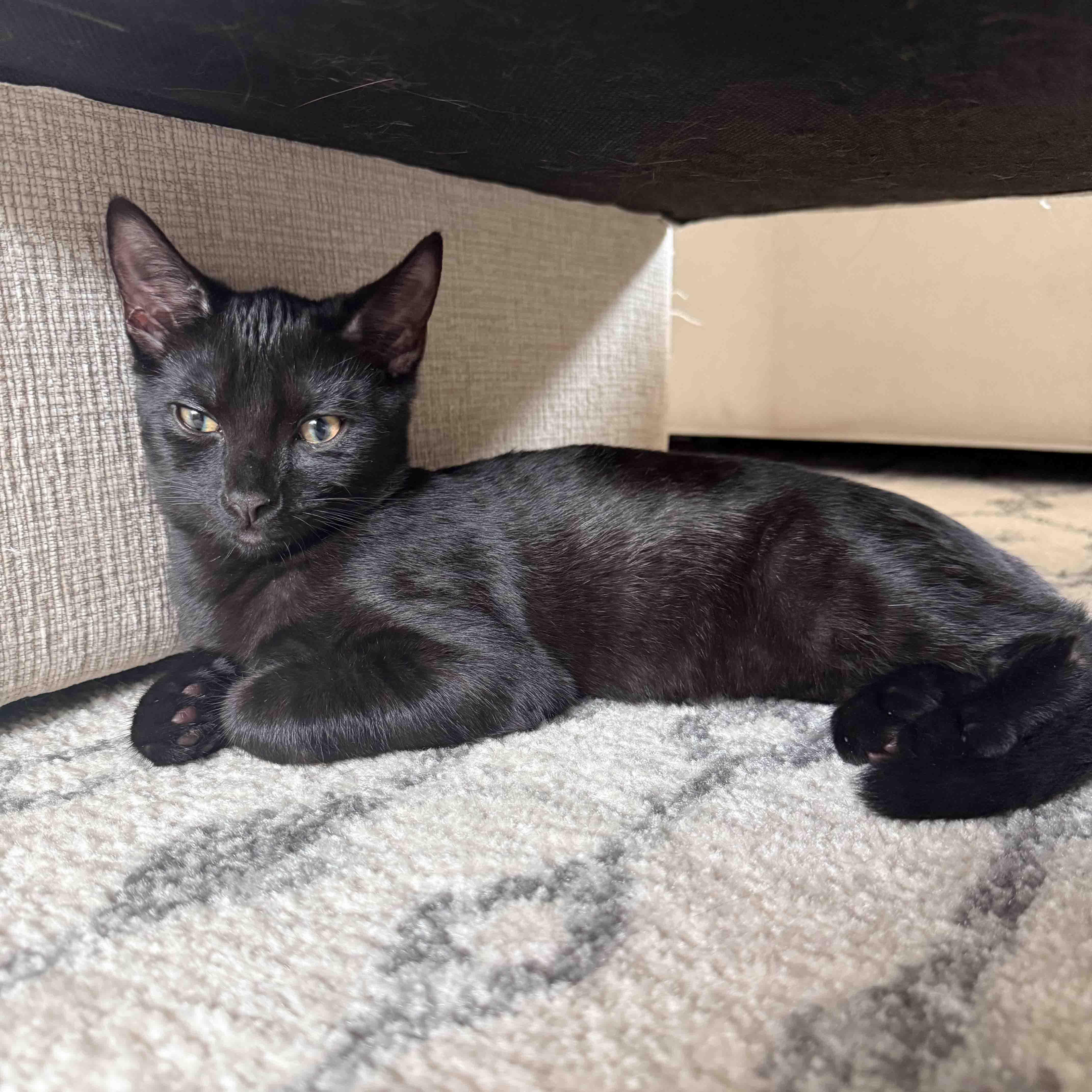 Enlarge Linguine and Rigatoni, a Adoptable Domestic Short Hair in Stamford, CT image 2/5