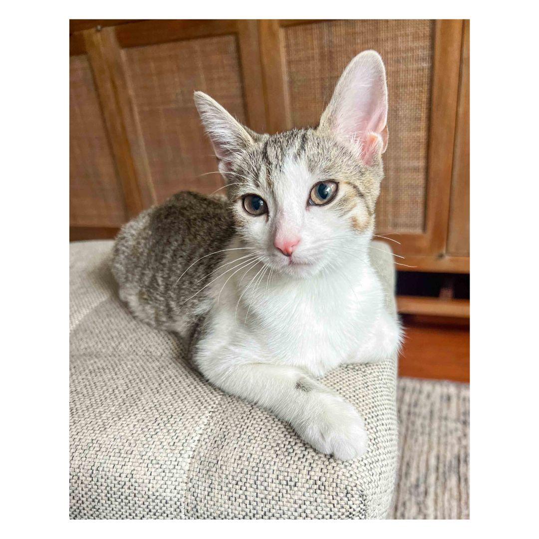 Enlarge Linguine and Rigatoni, a Adoptable Domestic Short Hair in Stamford, CT image 3/5