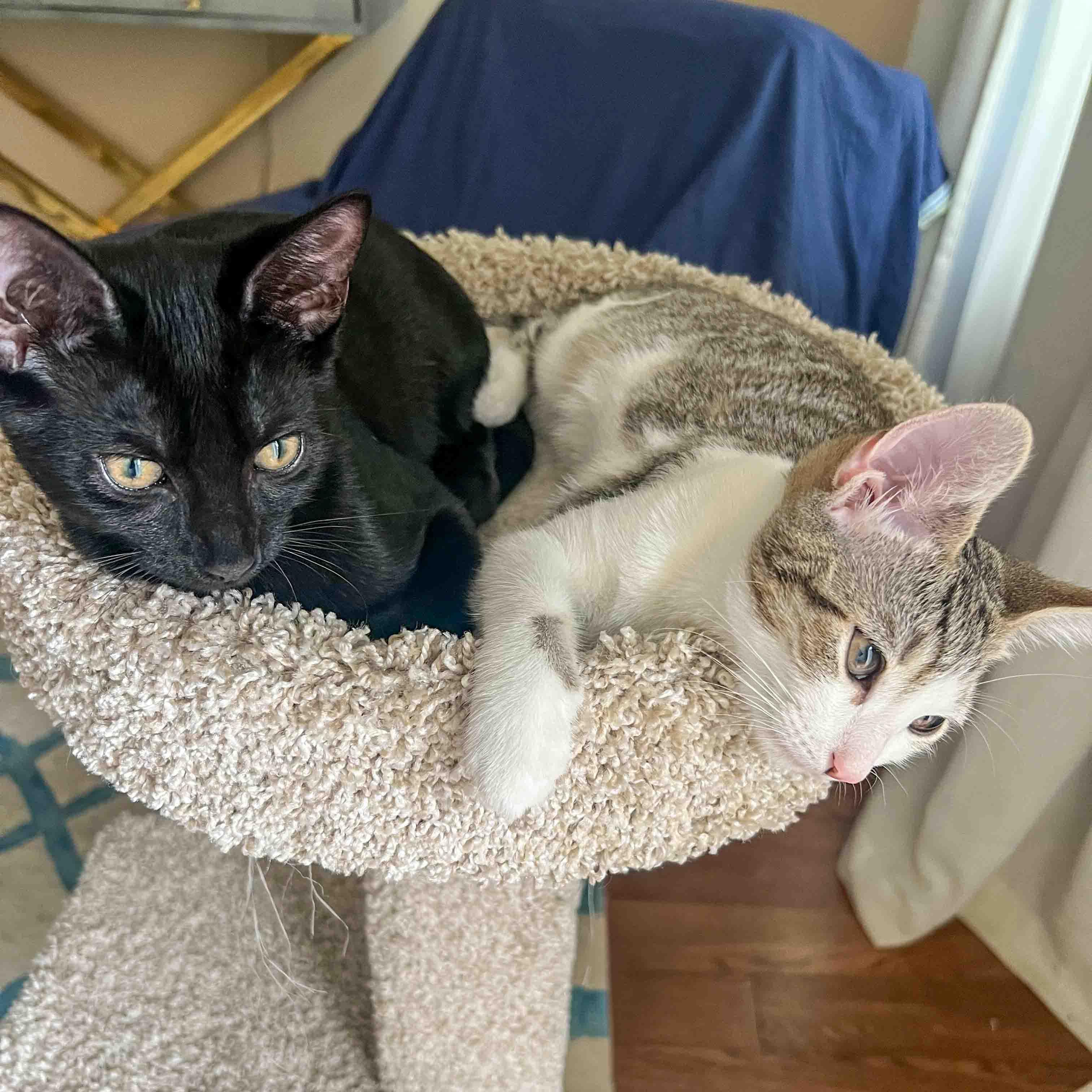 Enlarge Linguine and Rigatoni, a Adoptable Domestic Short Hair in Stamford, CT image 4/5