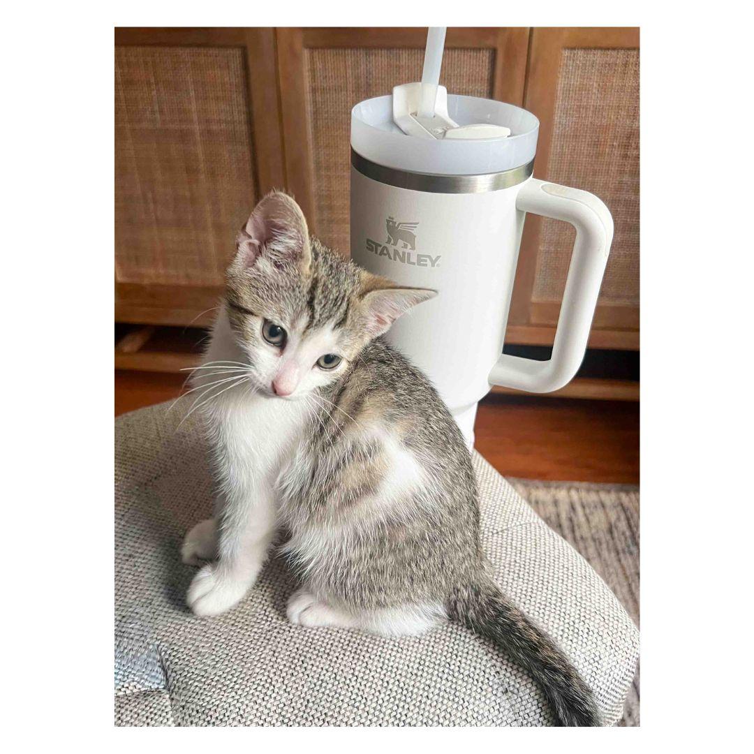 Enlarge Linguine and Rigatoni, a Adoptable Domestic Short Hair in Stamford, CT image 5/5