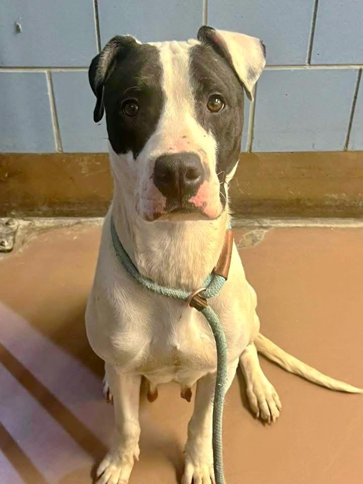 Winterberry, a ADOPTABLE Pit Bull Terrier in Chicago, IL image 1/5