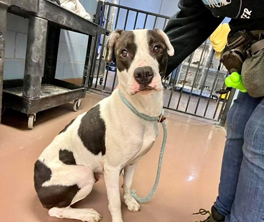 Winterberry, a ADOPTABLE Pit Bull Terrier in Chicago, IL image 4/5