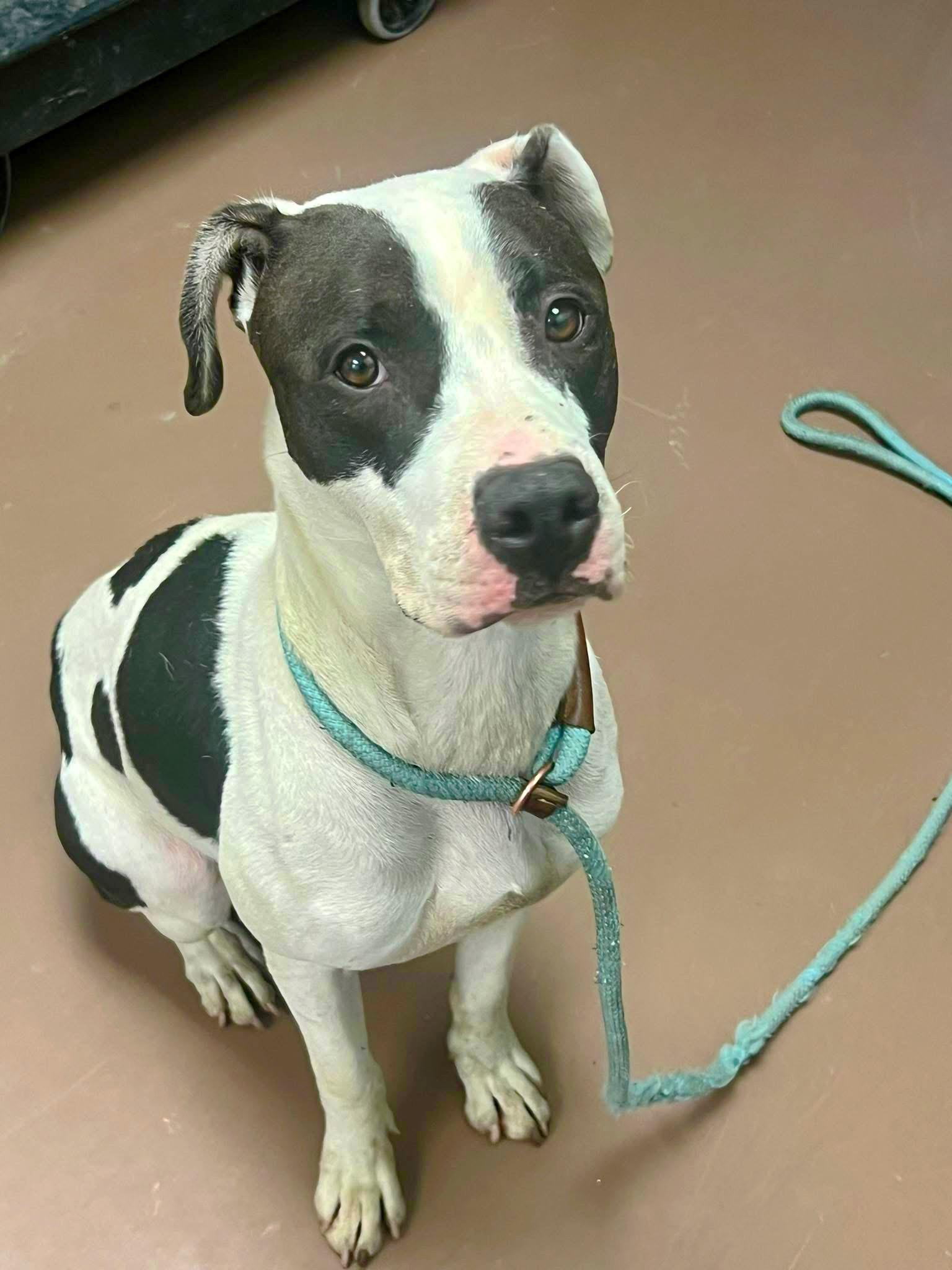 Winterberry, a ADOPTABLE Pit Bull Terrier in Chicago, IL image 3/5