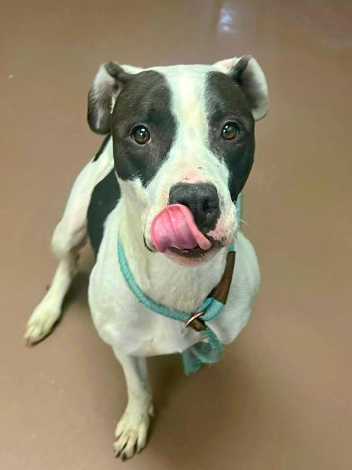 Winterberry, a ADOPTABLE Pit Bull Terrier in Chicago, IL image 2/5