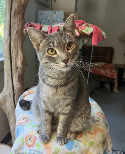 Lolli, Adoptable, Adult Female Domestic Short Hair & Domestic Short Hair.