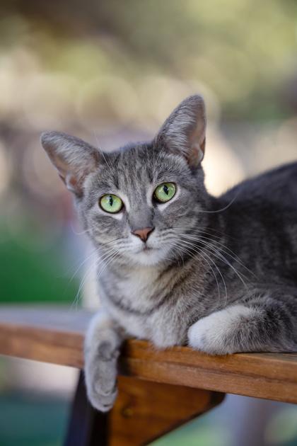 Enlarge Lolli, a Adoptable Domestic Short Hair in El Dorado Hills, CA image 3/4