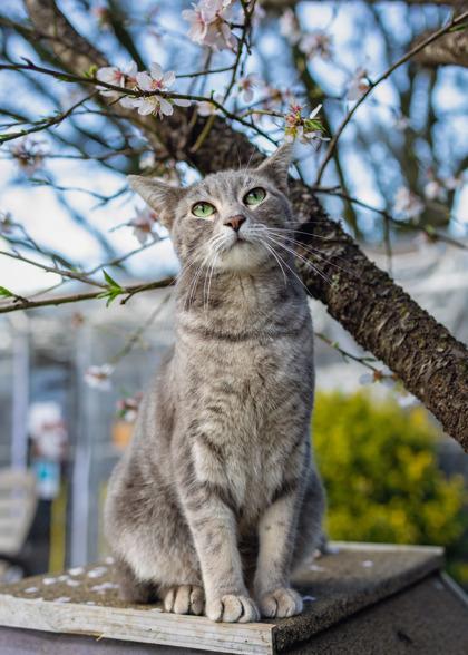 Enlarge Lolli, a Adoptable Domestic Short Hair in El Dorado Hills, CA image 2/3