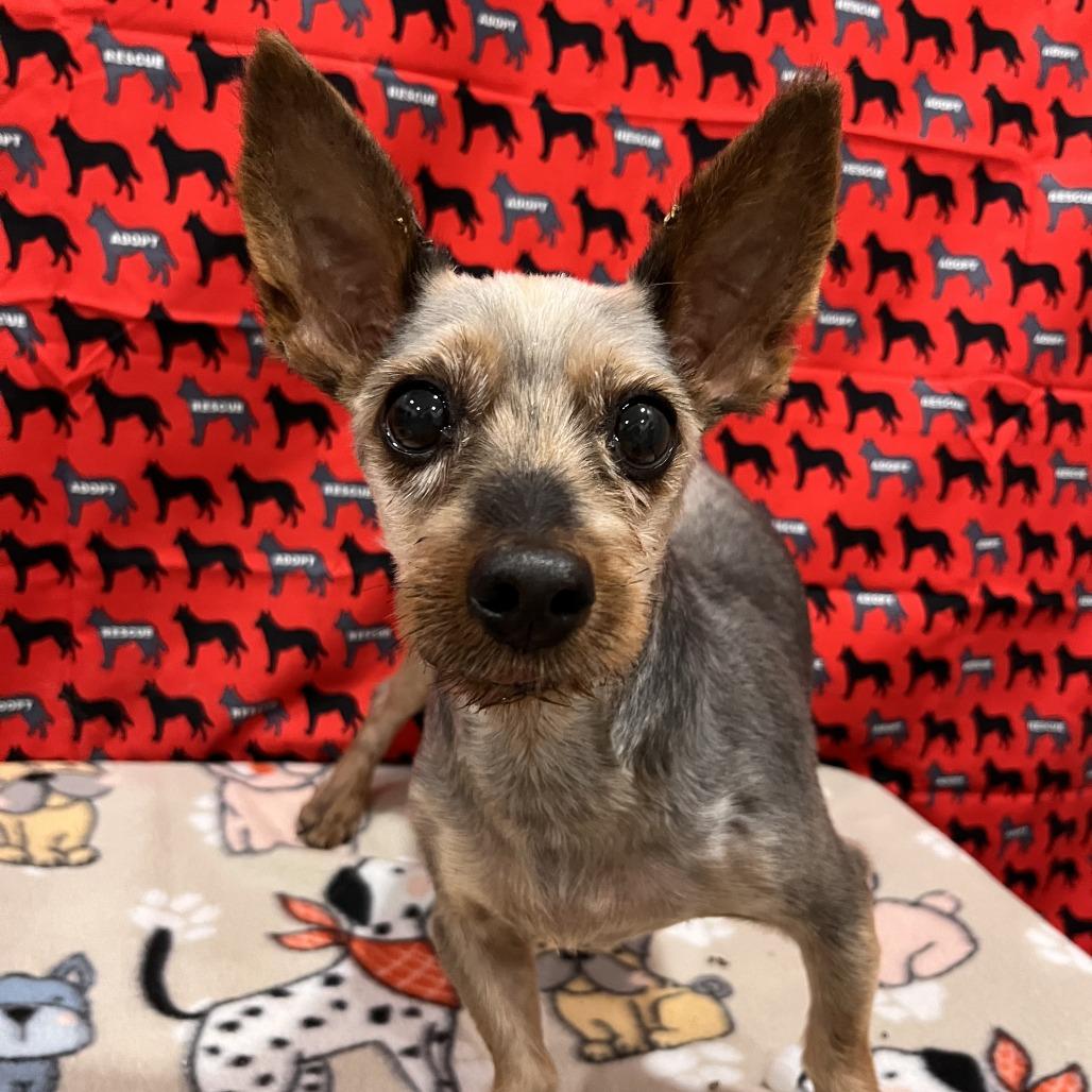 Squirttle, Adoptable, Senior Male Yorkshire Terrier & Yorkshire Terrier.