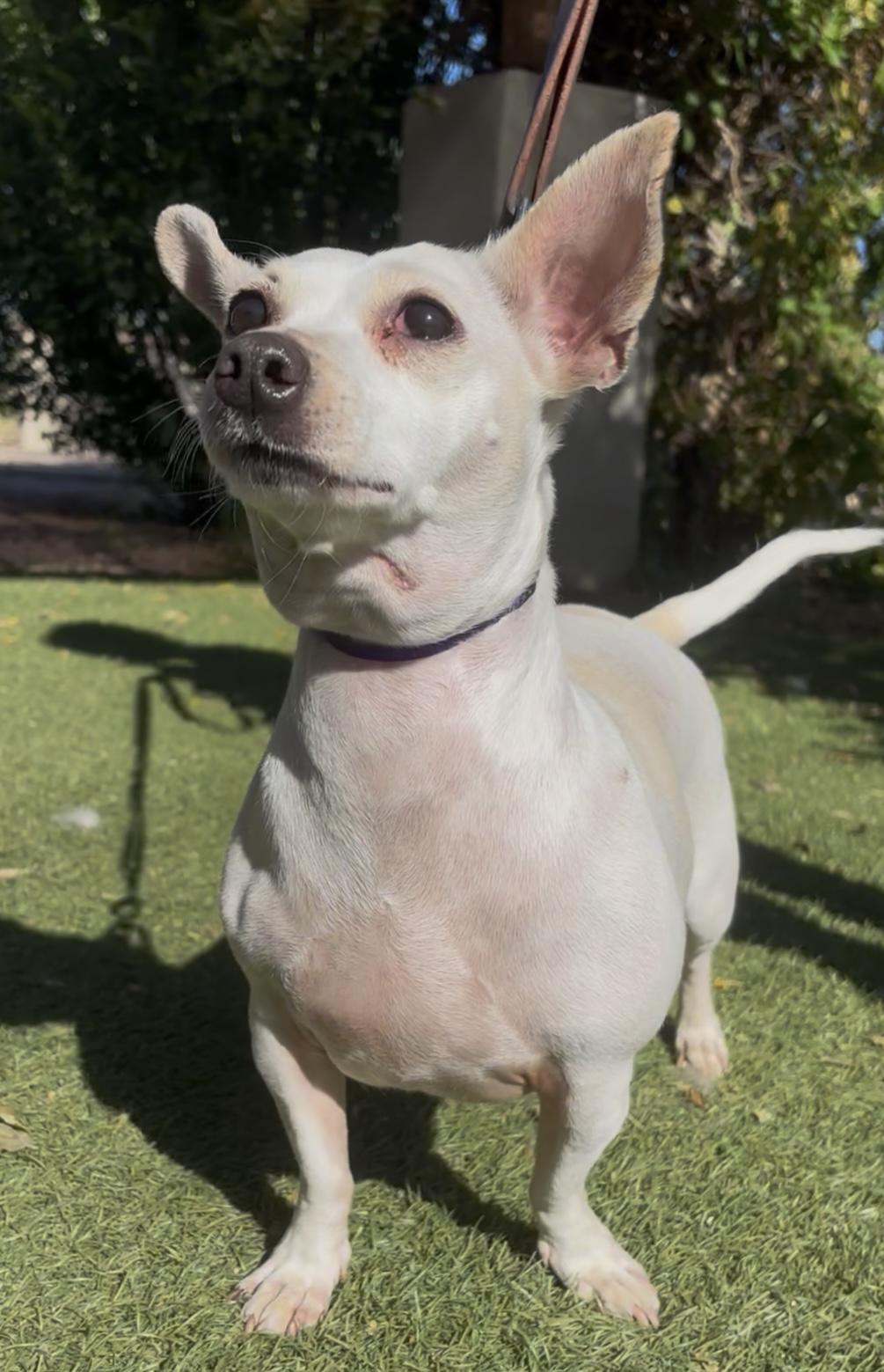 Enlarge Dixie, a ADOPTABLE mixed breed in Payson, AZ image 3/3