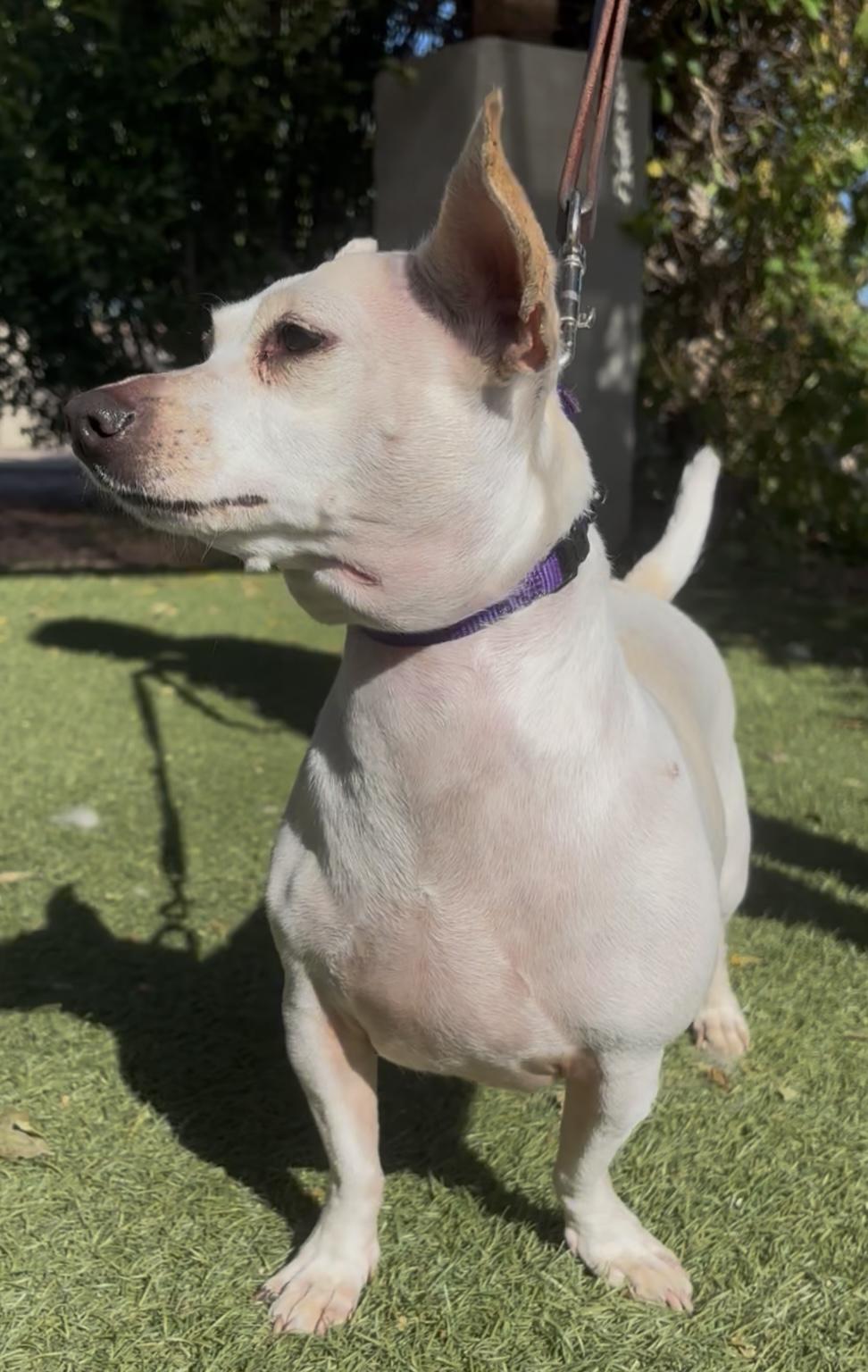 Enlarge Dixie, a ADOPTABLE mixed breed in Payson, AZ image 2/3