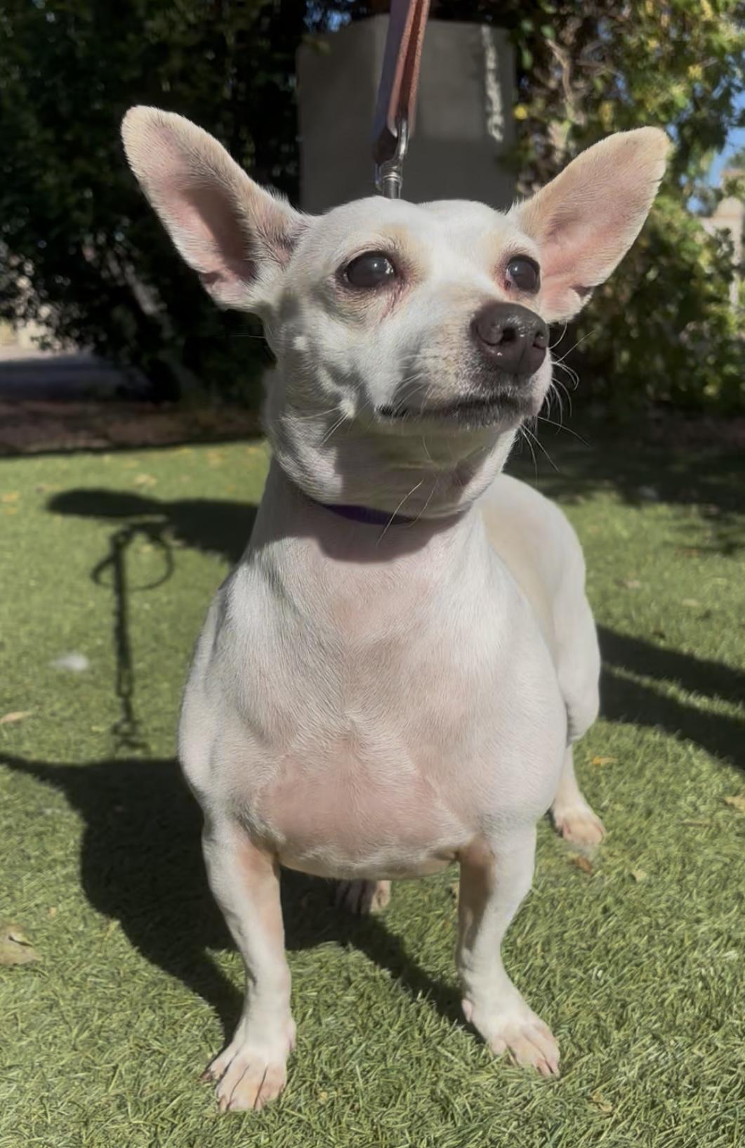 Enlarge Dixie, a ADOPTABLE mixed breed in Payson, AZ image 1/3