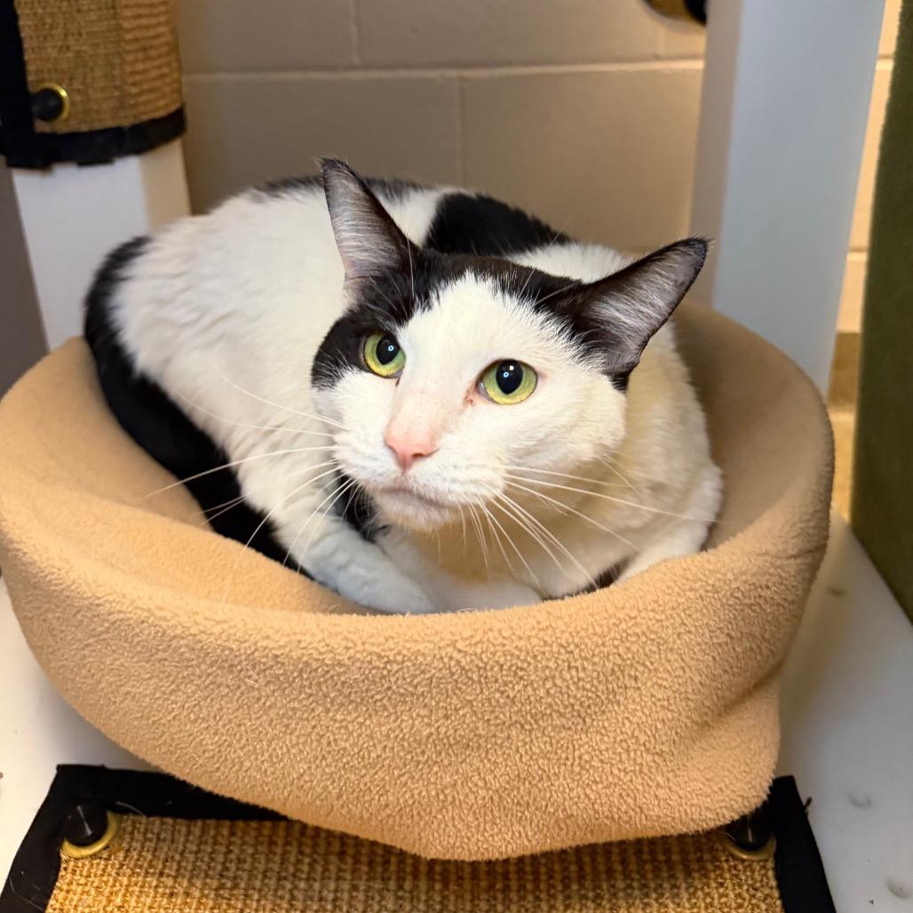 Millie, Adoptable, Adult Female Domestic Short Hair.