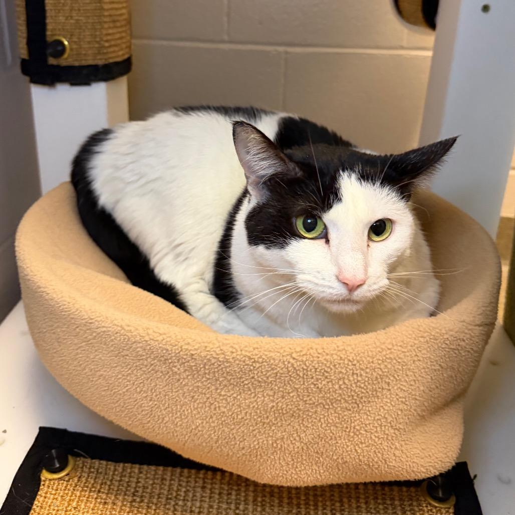 Enlarge Millie, a Adoptable Domestic Short Hair in Council Bluffs, IA image 2/4