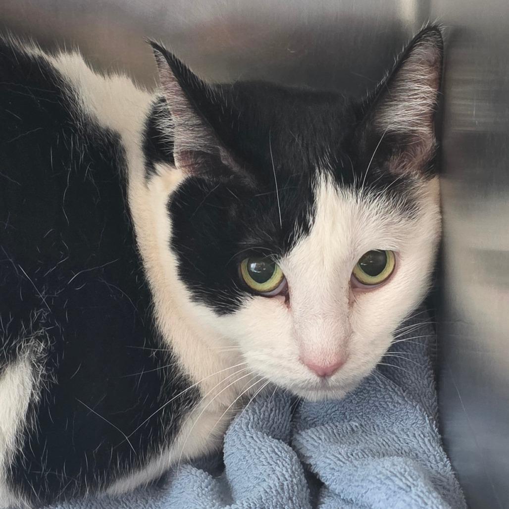 Enlarge Millie, a Adoptable Domestic Short Hair in Council Bluffs, IA image 3/4