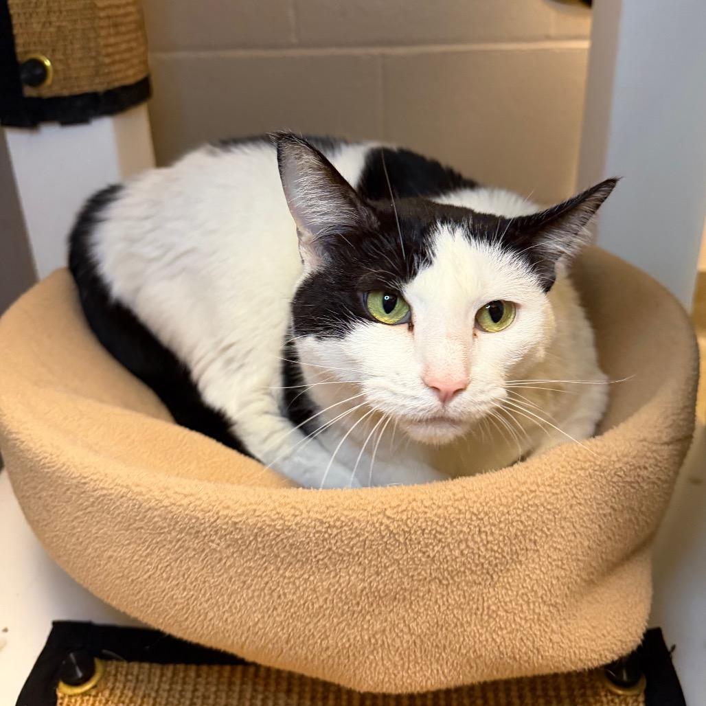 Enlarge Millie, a Adoptable Domestic Short Hair in Council Bluffs, IA image 4/4