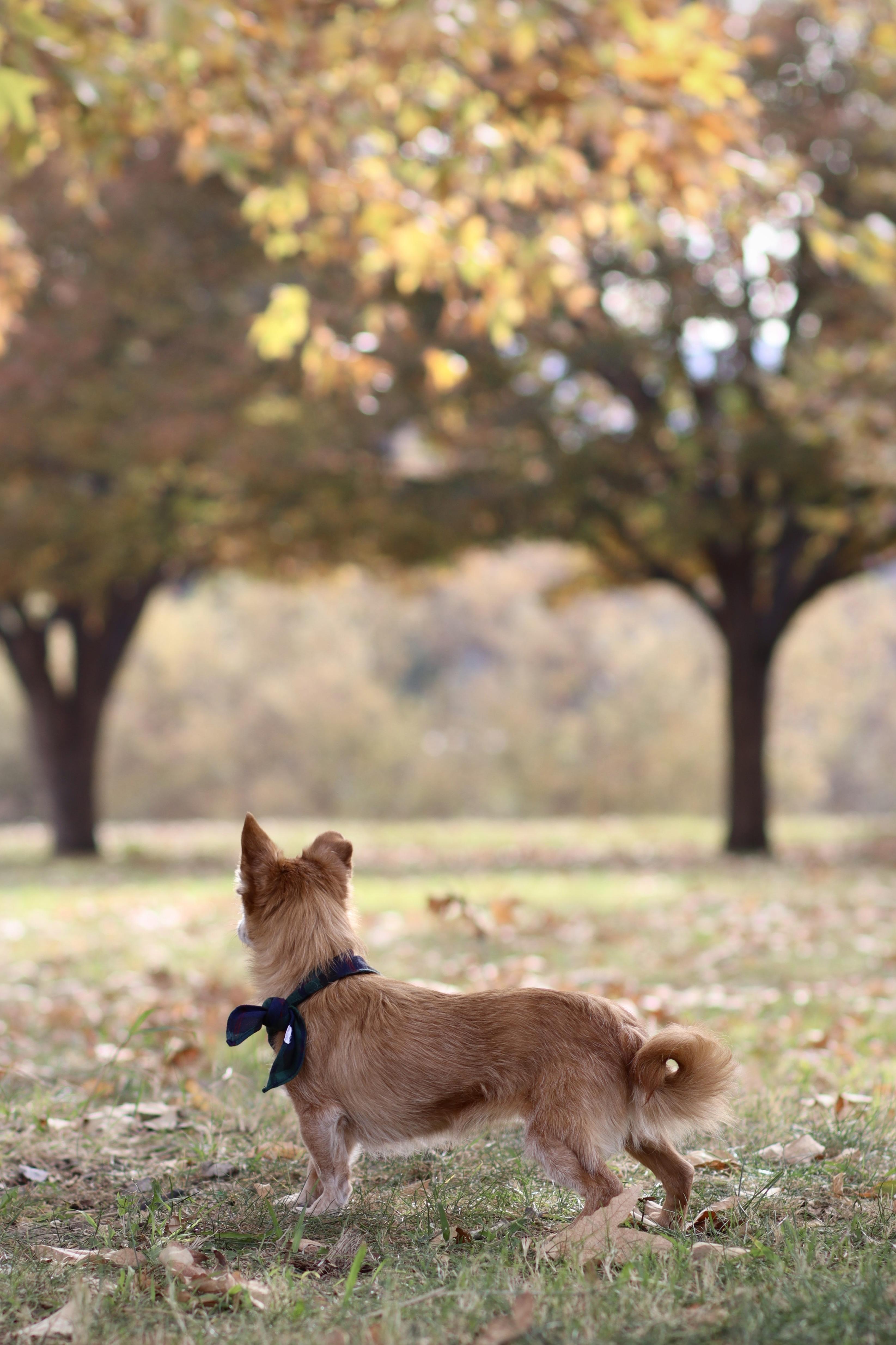 Enlarge Beatrice, a Adopted mixed breed in West Hollywood, CA image 1/5