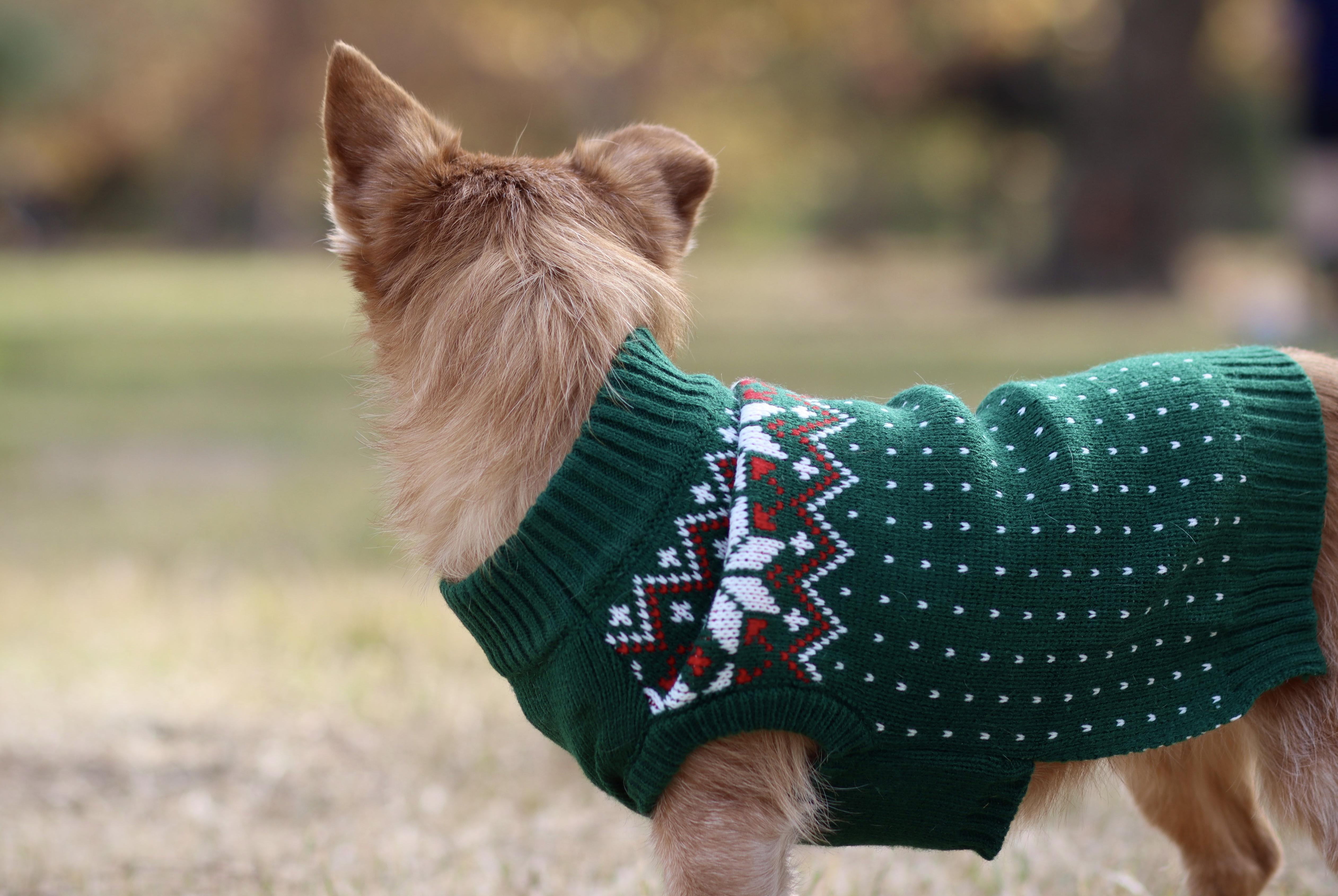 Enlarge Beatrice, a Adopted mixed breed in West Hollywood, CA image 2/5