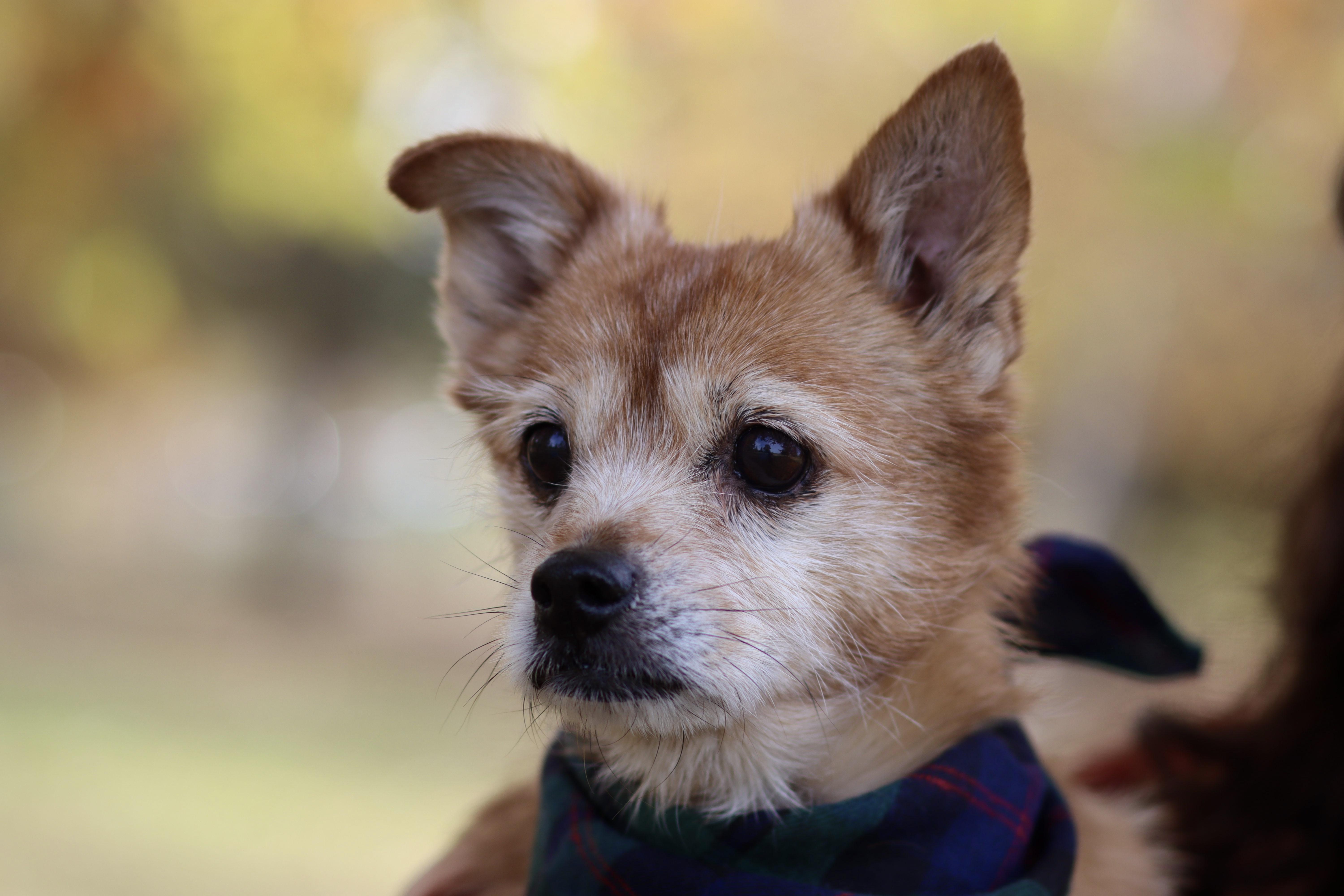 Enlarge Beatrice, a Adopted mixed breed in West Hollywood, CA image 5/5