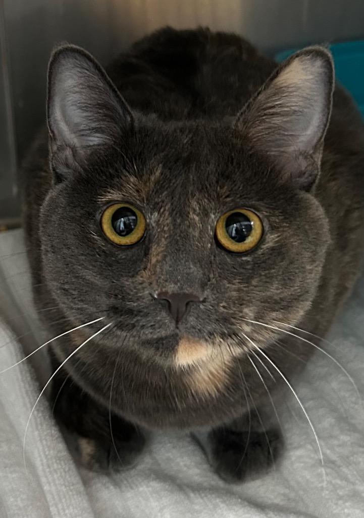 Katalina, Adoptable, Kitten Female Domestic Short Hair.