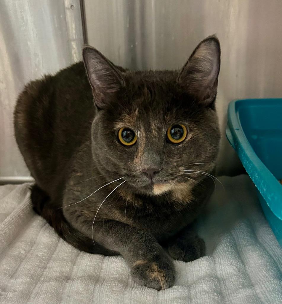 Enlarge Katalina, a Adoptable mixed breed in Cottonwood, AZ image 2/2
