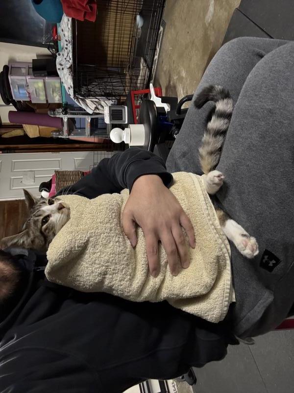 Enlarge Bo, a Adoptable mixed breed in Sunnyvale, CA image 1/3