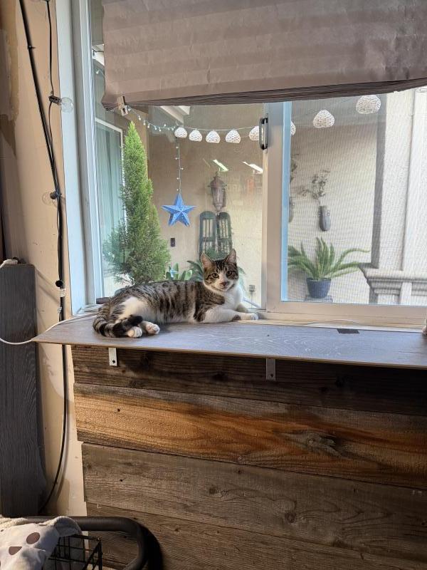 Enlarge Bo, a Adoptable mixed breed in Sunnyvale, CA image 2/3