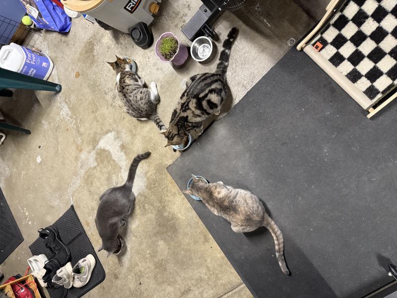 Enlarge Bo, a Adoptable mixed breed in Sunnyvale, CA image 3/3