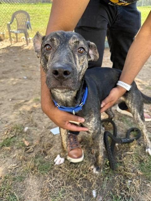 Enlarge Maverick, a Adoptable mixed breed in Kalamazoo, MI image 1/1