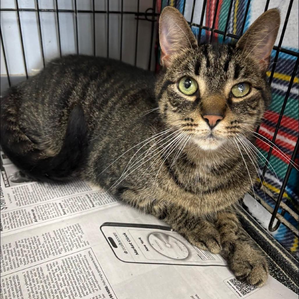 Bubbers, Adoptable, Senior Male Domestic Short Hair.