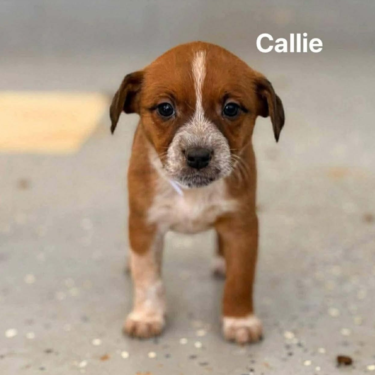 Callie, Adoptable, Puppy Female Terrier.