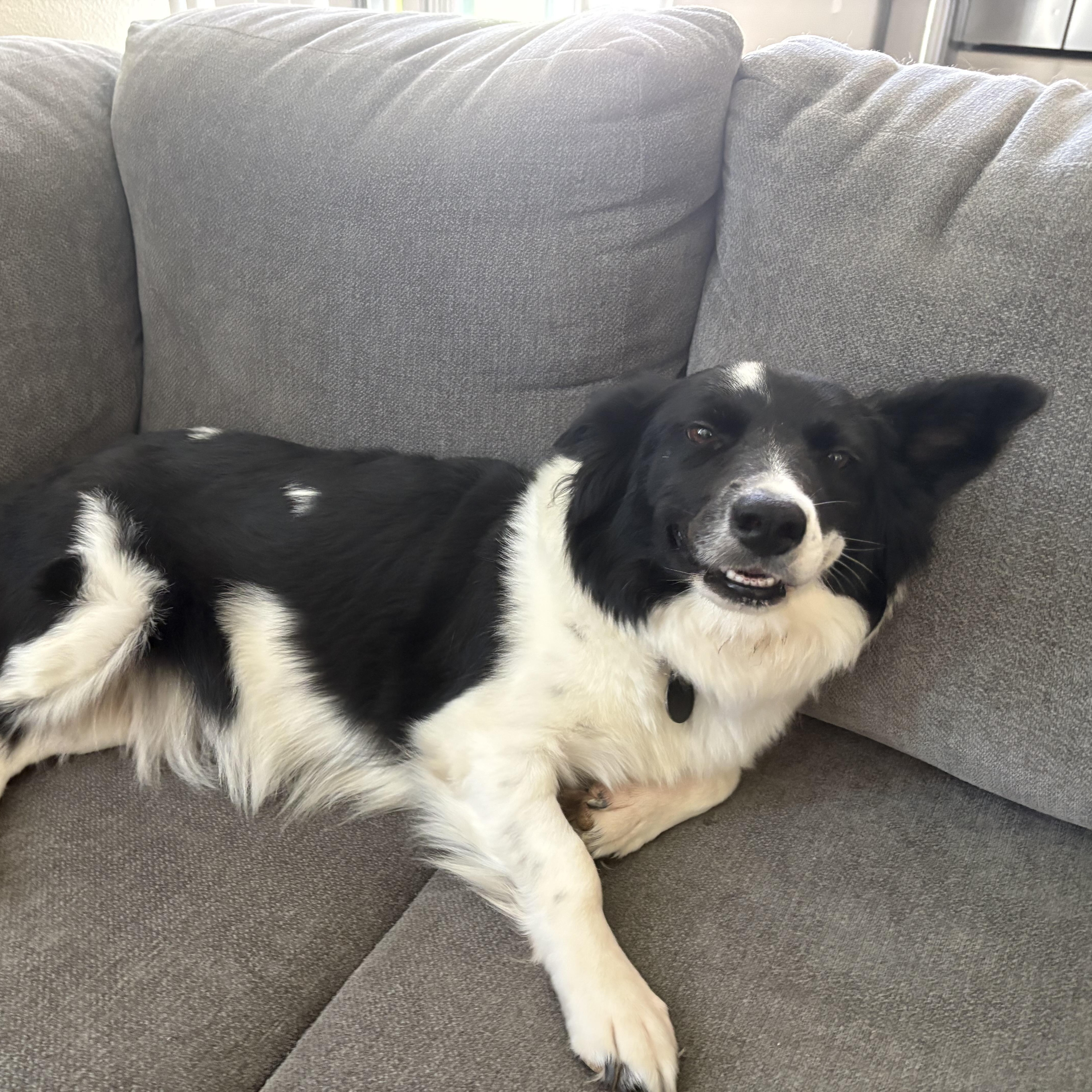 Georgia, Adoptable, Young Female Border Collie & Corgi.
