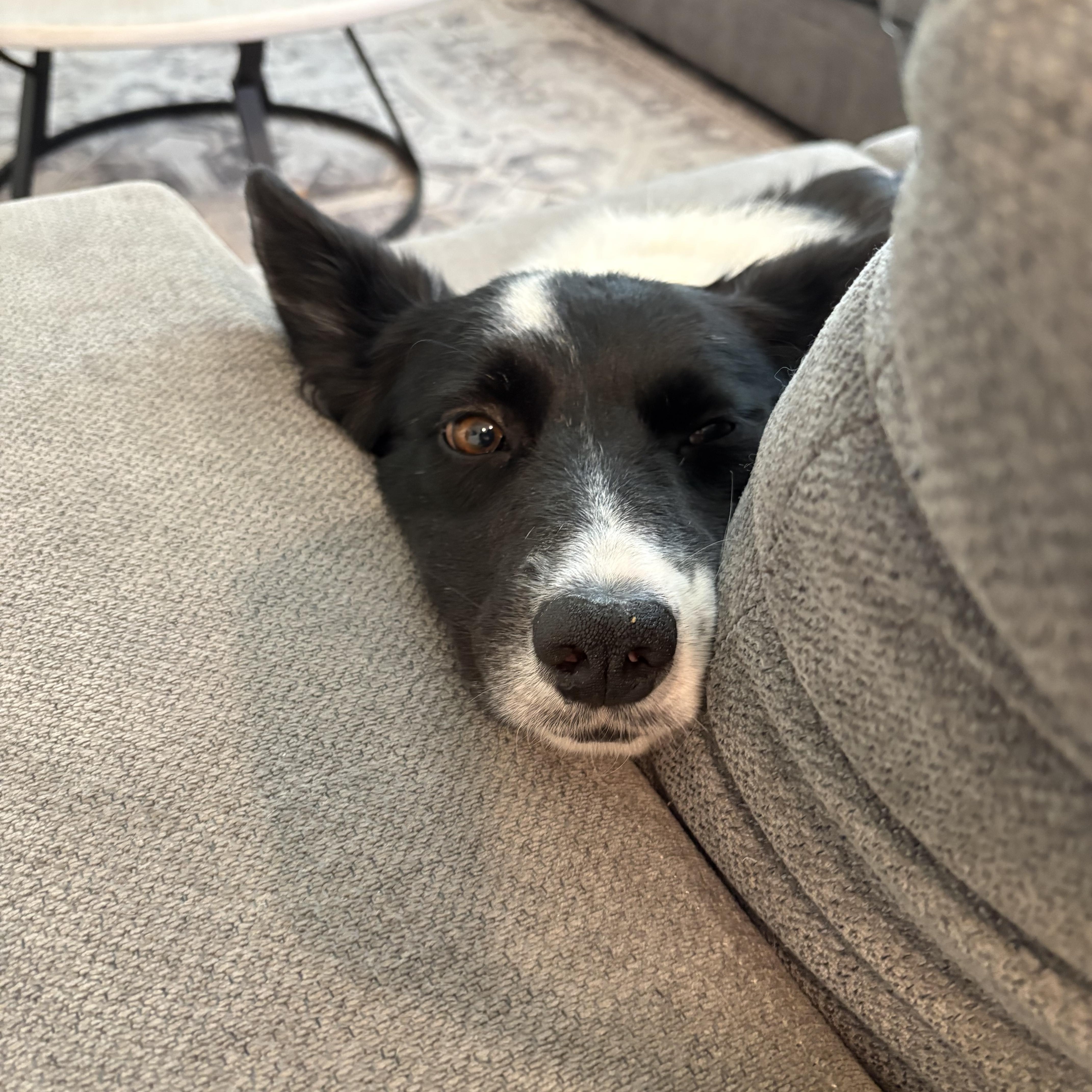 Enlarge Georgia, a Adoptable mixed breed in San Diego, CA image 3/3