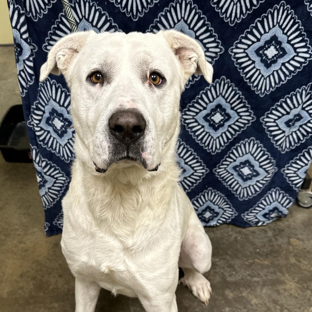 Gandalf, Adoptable, Adult Male Great Pyrenees & Labrador Retriever.
