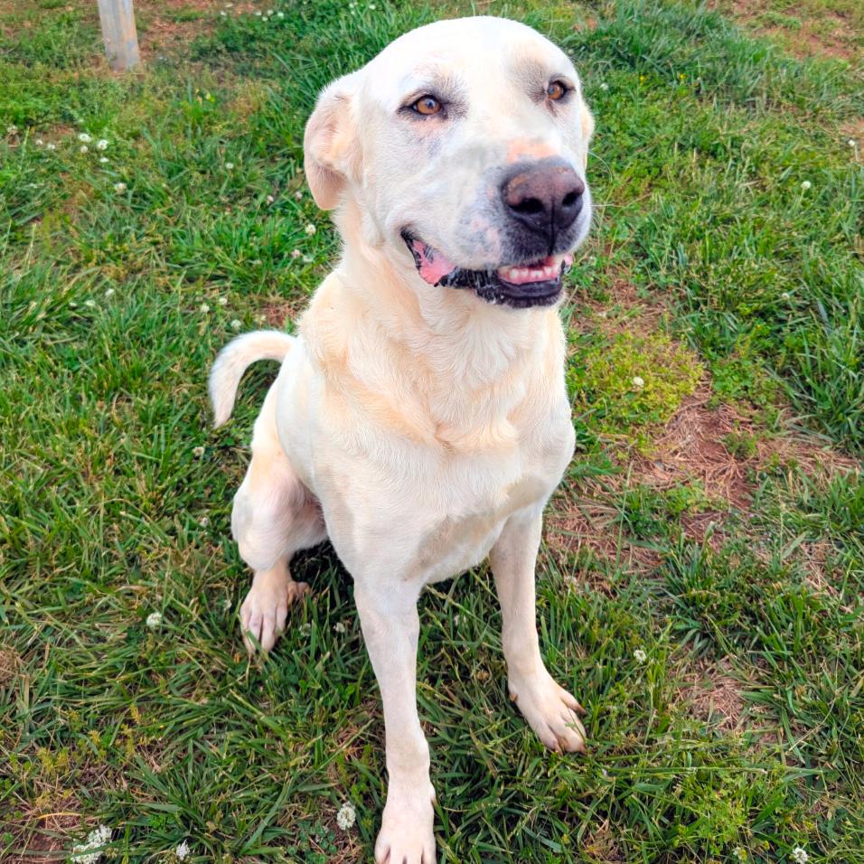 Gandalf, a Adoptable mixed breed in Winchester, TN image 2/5