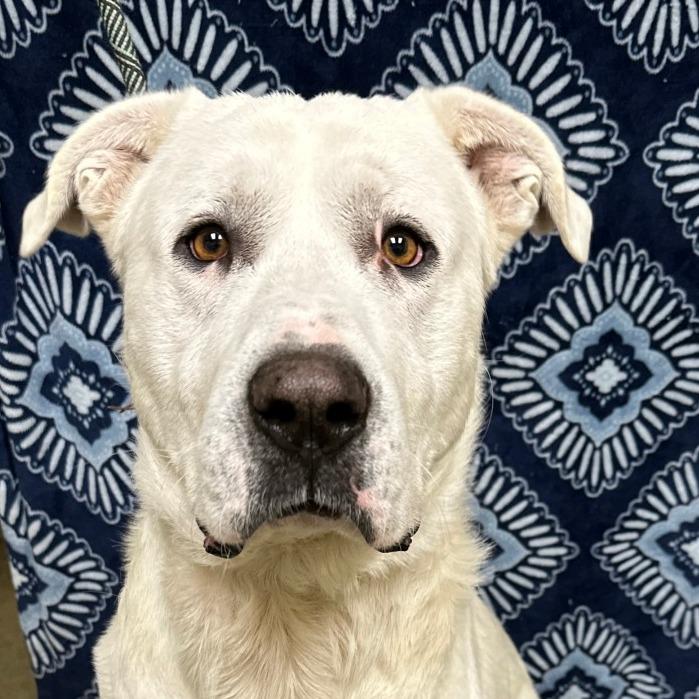 Gandalf, a Adoptable mixed breed in Winchester, TN image 3/5