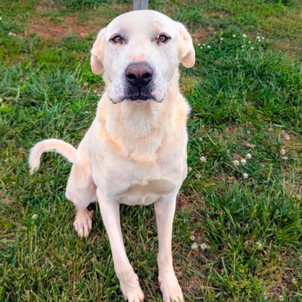 Gandalf, a Adoptable mixed breed in Winchester, TN image 4/5