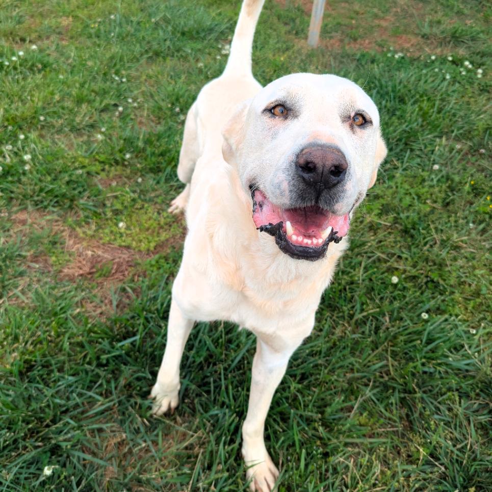 Gandalf, a Adoptable mixed breed in Winchester, TN image 5/5