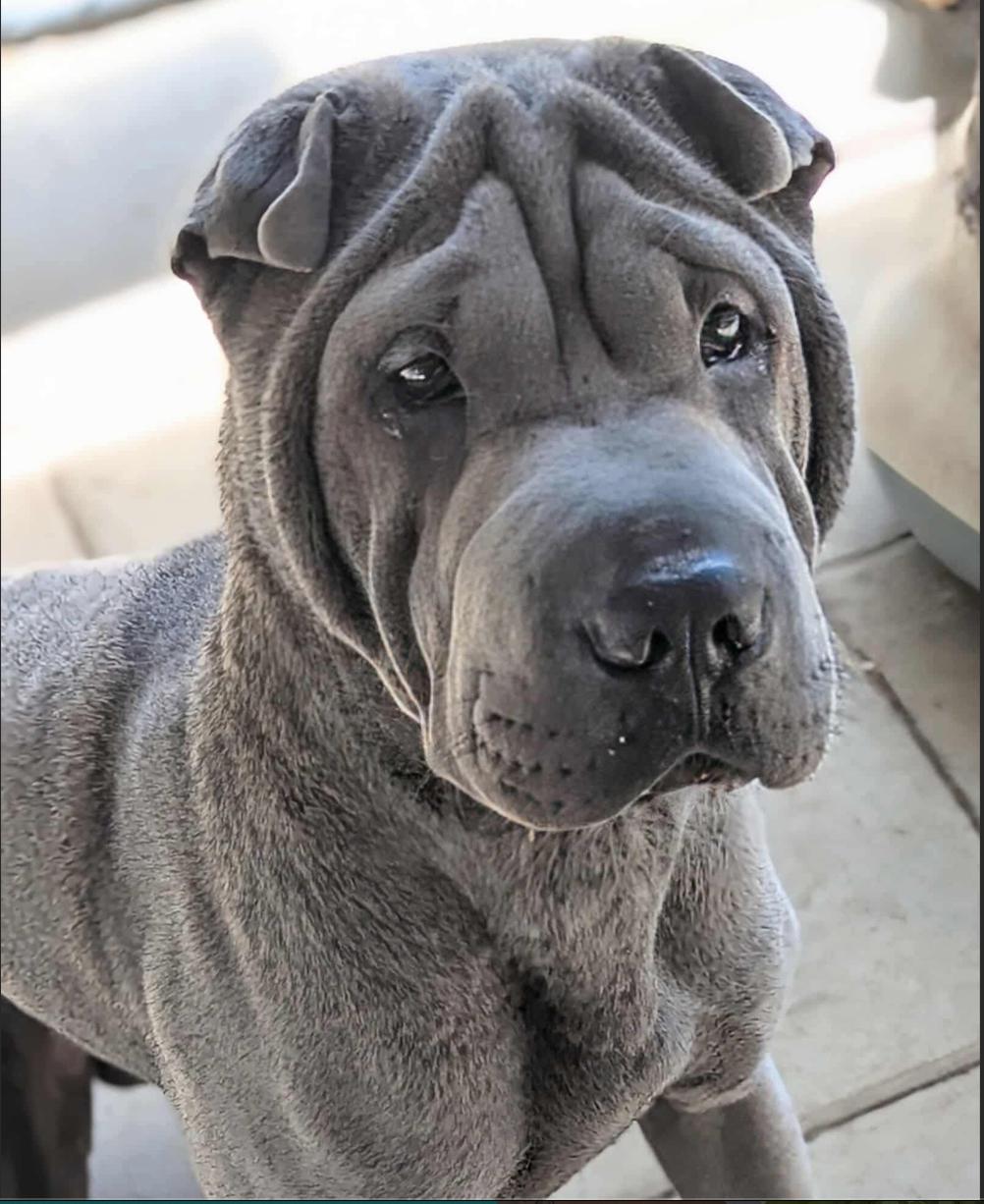DRACO, adopted, Young Male Shar-Pei.