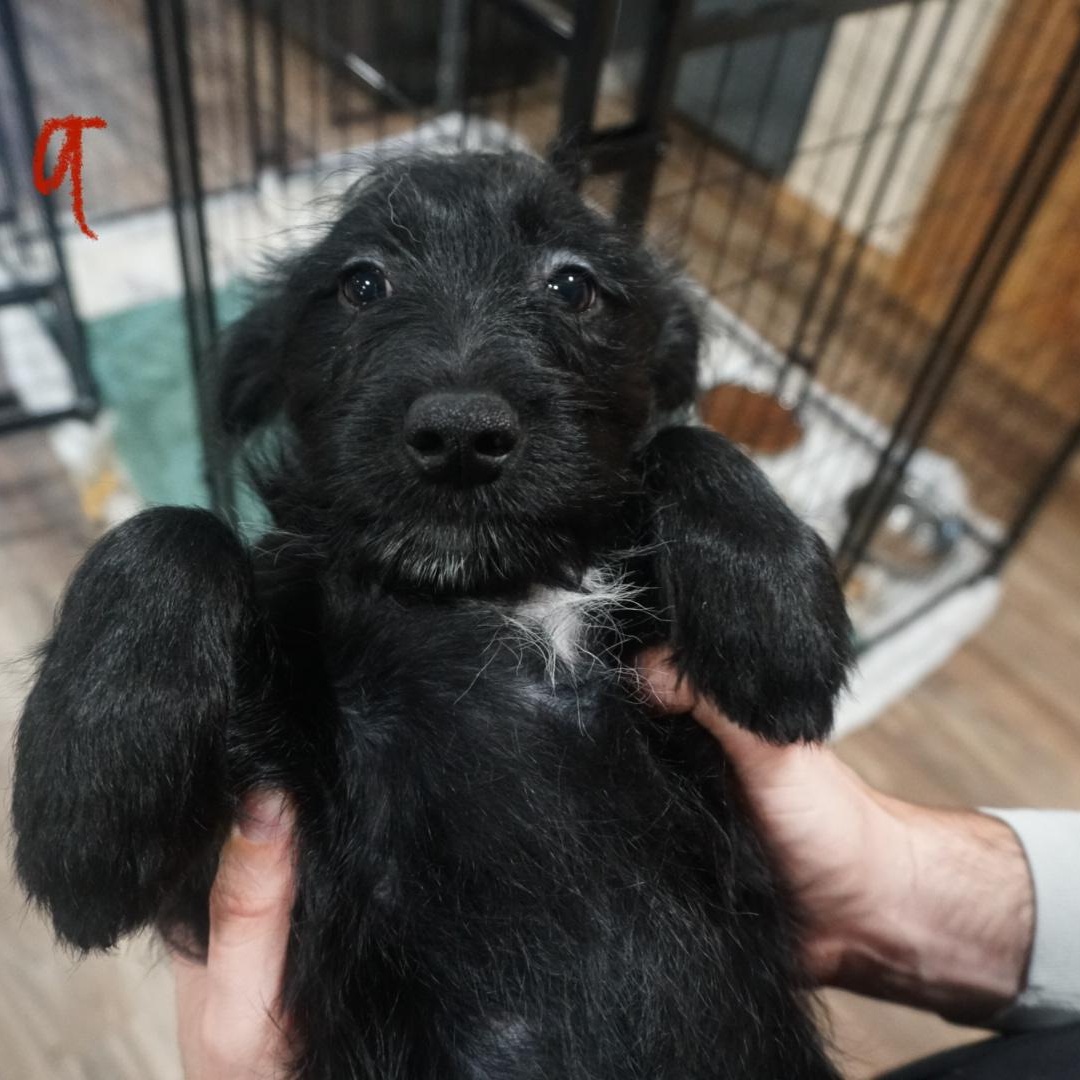 Hazelnut Schnapps, a ADOPTABLE mixed breed in San Antonio, TX image 3/3