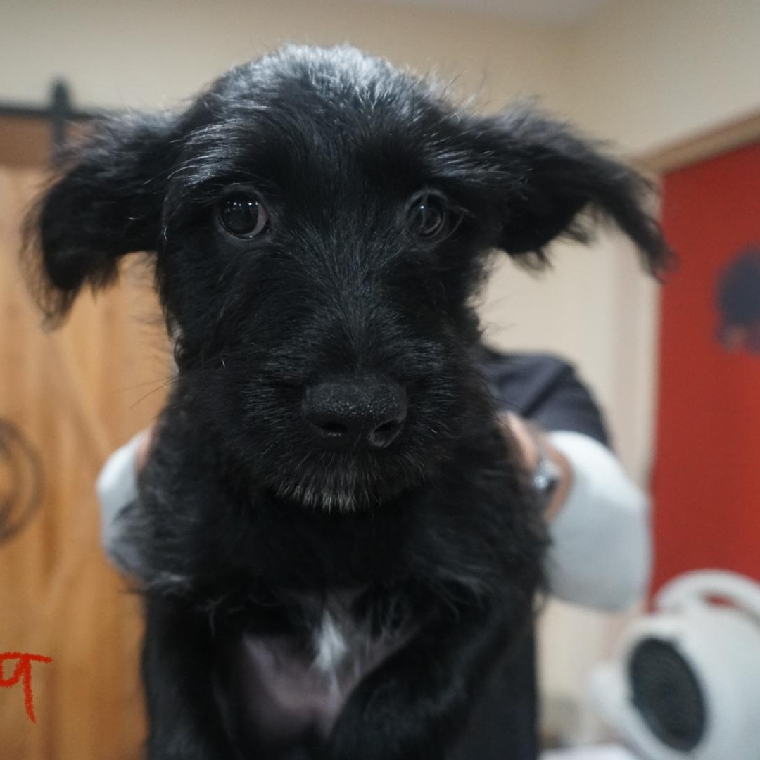 Hazelnut Schnapps, a ADOPTABLE mixed breed in San Antonio, TX image 2/3